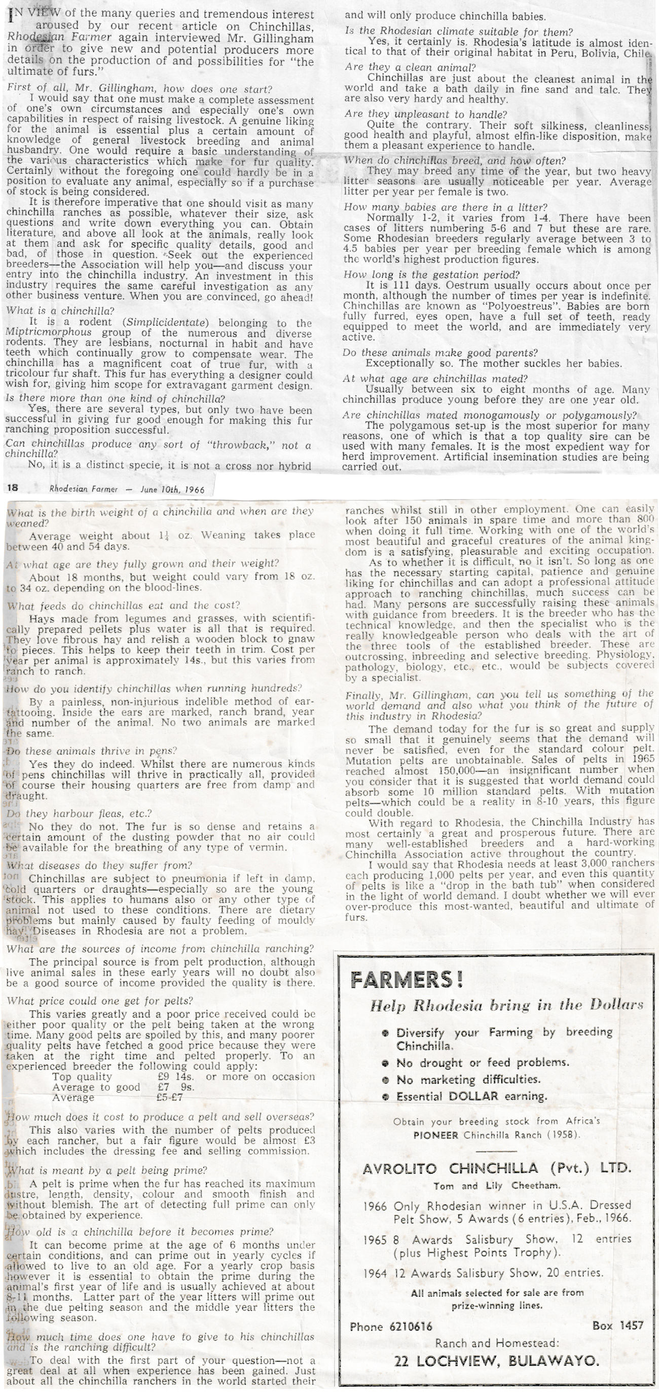 Ultimate of Furs chinchilla q & A with Douglas Frank Gillingham violet chinchilla Salisbury